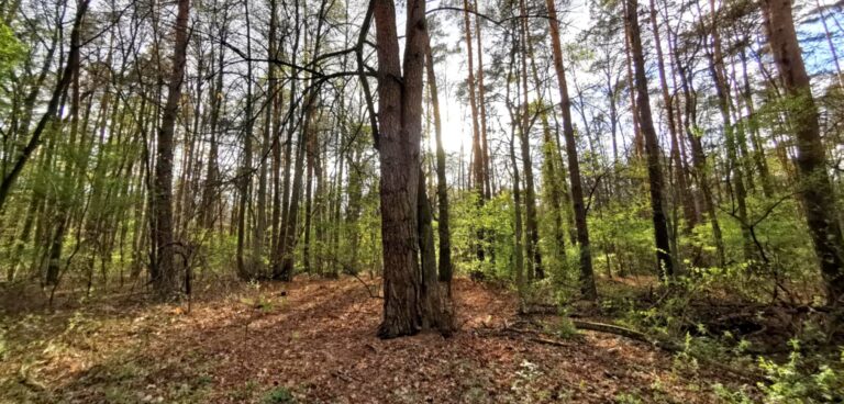 Kąpiele leśne – naturalna terapia wspierająca zdrowie i odporność